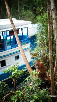 explore orangutan conservation